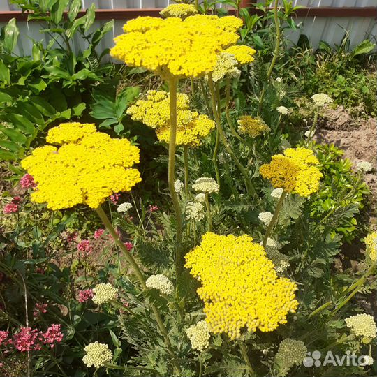 Многолетние цветы