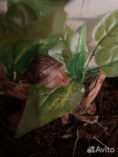 Улитка ахатина иммакулята пантера