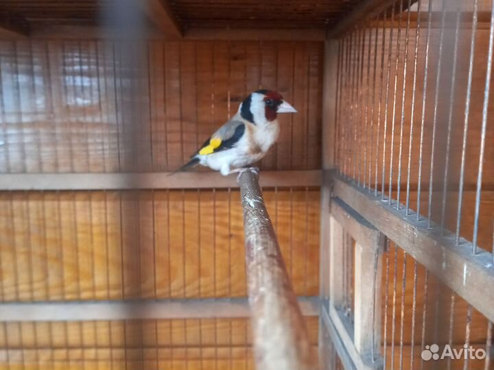 Птица щегол