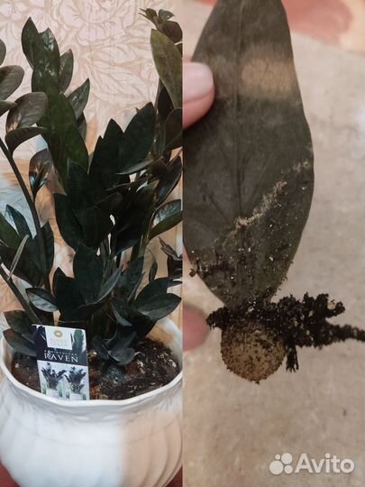 Мурайя,Замиокулькас черный,Спатифиллум Gemini и др