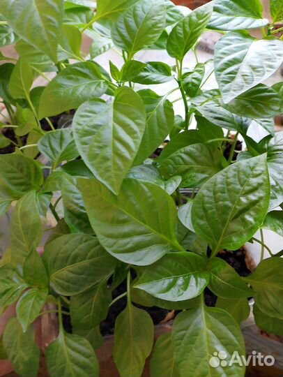 Рассада болгарского перца