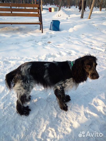 Русский спаниель