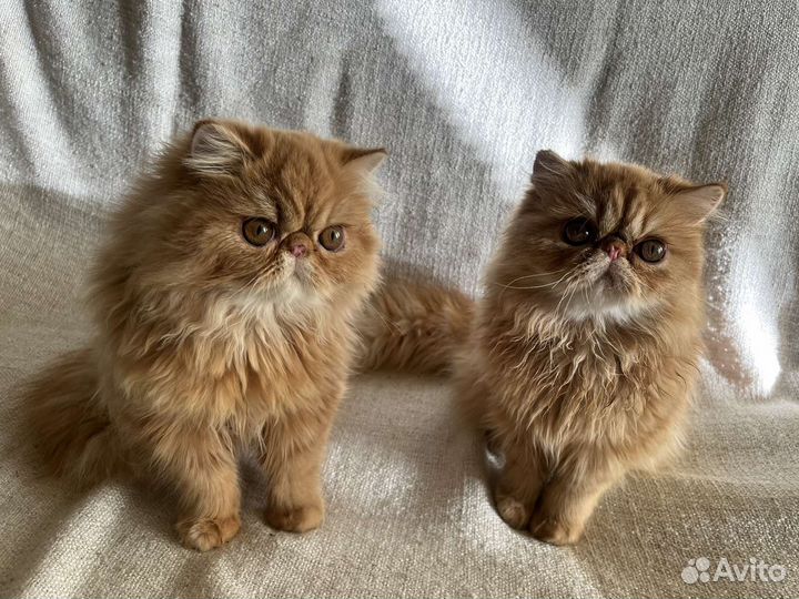 Персидские котята