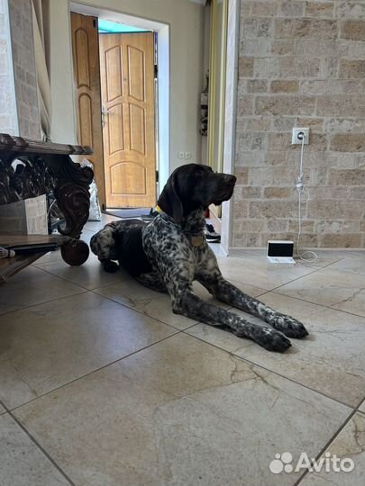 Курцхаар, вязка, кабель