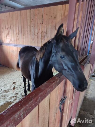 Фермерско-рекреационный комплекс 