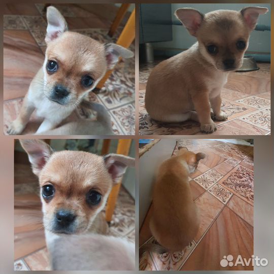 Щенки чихуахуа