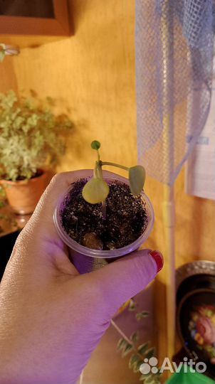 Суккуленты малявочки