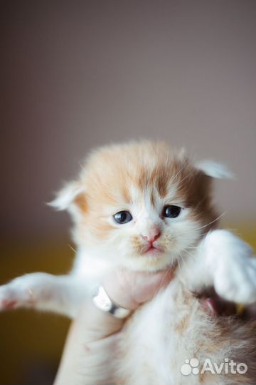 Пушистые котята