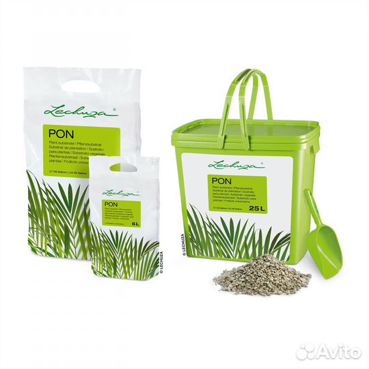 Crassula Ovata (Толстянка, Денежное дерево)