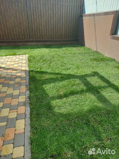 Рулонные газоны мятлик