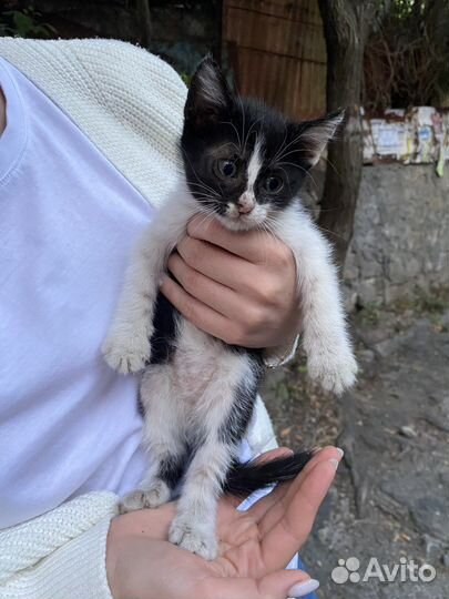 Беспородные котята