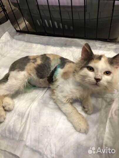 Спасенный Котенок в добрые руки