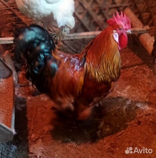 Петухи Брама