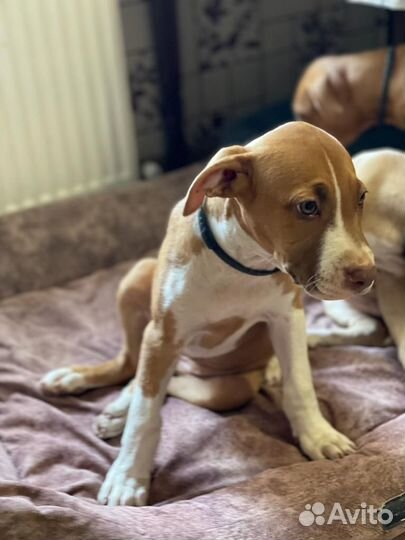 Собака щенки питбуля