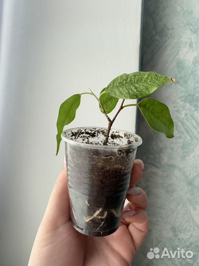 Фикус бенджамина