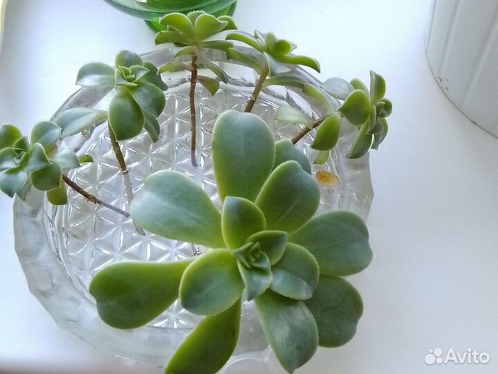 Валотта, суккуленты