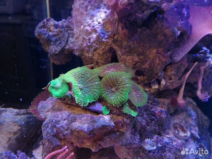 Морской аккариум ораллы