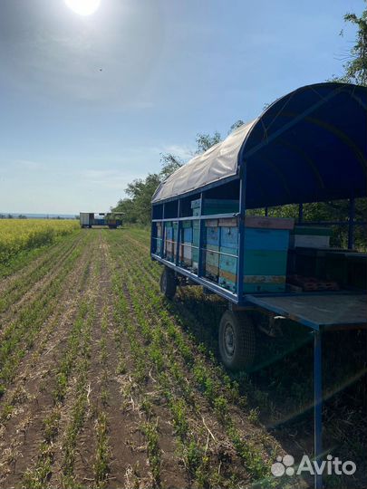 Продается пасека