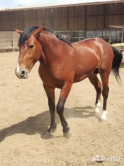 Жеребцы 2х летки