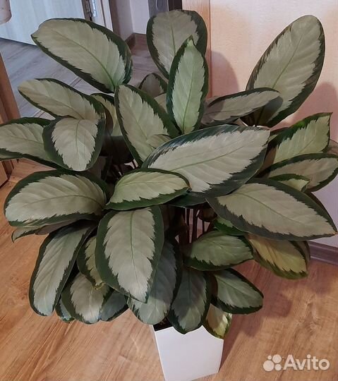 Калатея пиктурата