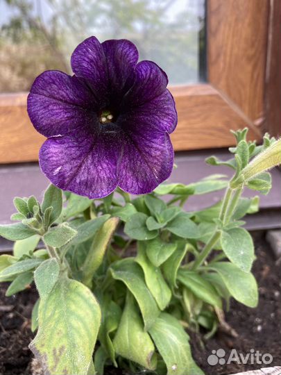 Рассада Петуния/ кустовые бархатцы/ лаватера