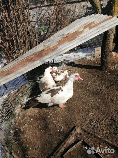 Утки шипуны