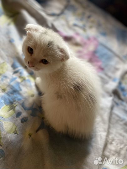 Котенок мальчик вислоухий