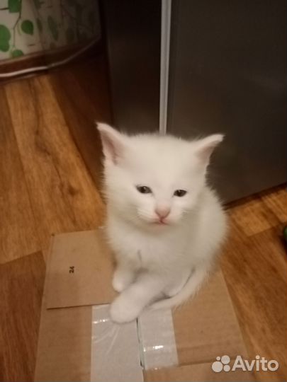 Сибирские котята