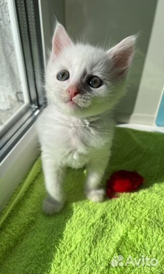 Красивый беленький малыш