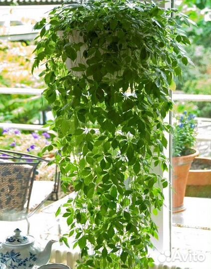 Гиностемма пятилистная