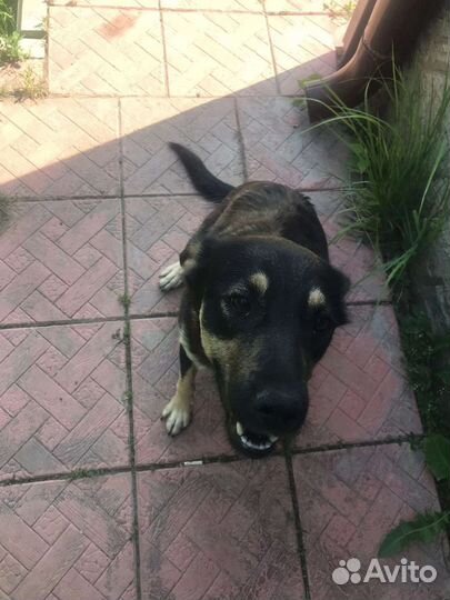 Собака в добрые руки