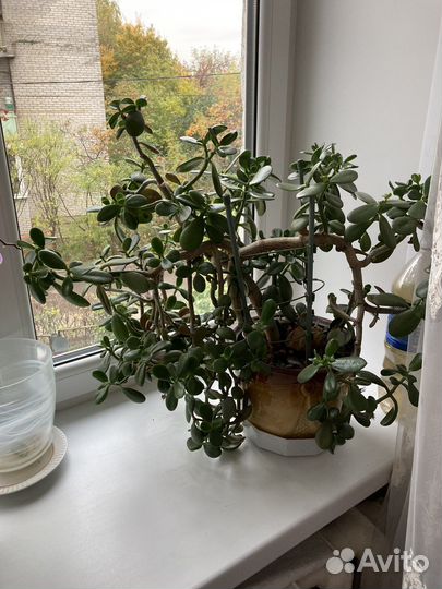 Толстянка (денежное дерево)