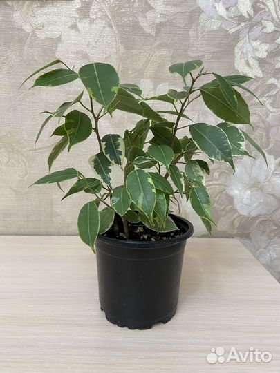 Фикус бенджамина