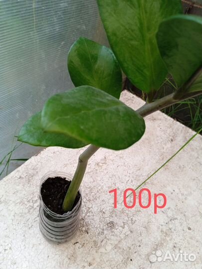 Замиокулькас (долларовое дерево)