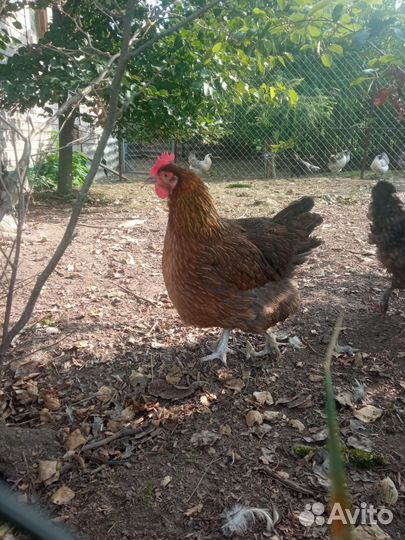 Семьи маран, леггорн, молодки легбар