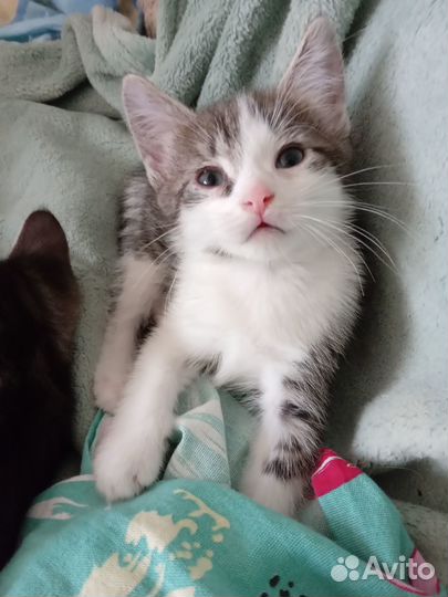 Котята, 1.5 мес