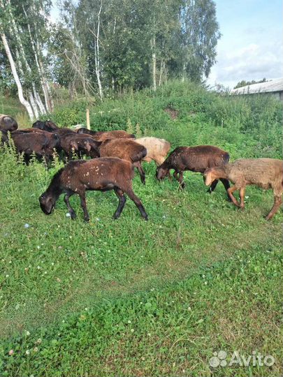 Бараны эдильбаевской породы