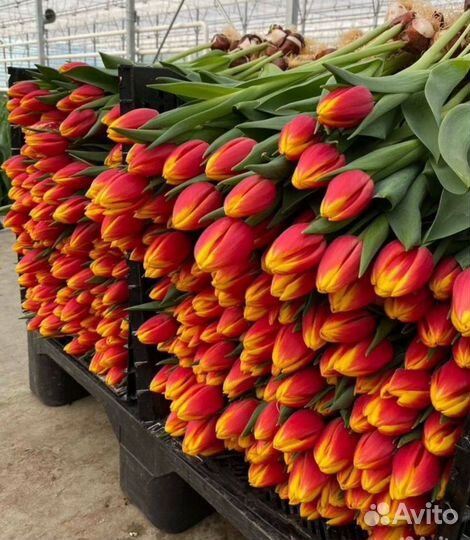 Тюльпаны к 8 марта