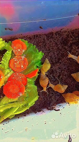 Улитки ахатин фулика