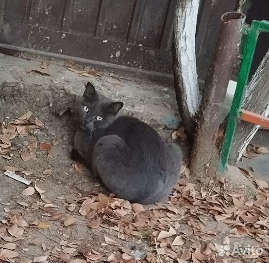 Кошка британ спасите