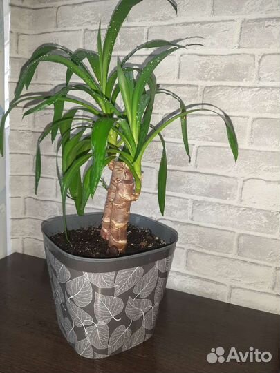 Пальма юкка