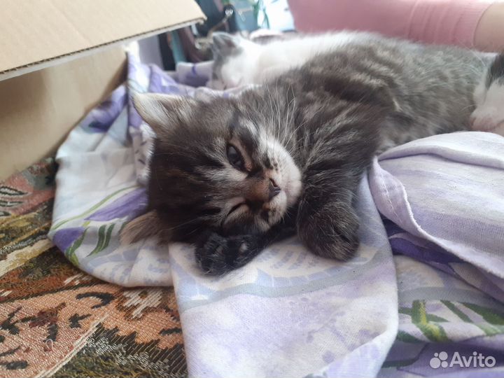 Кошка в горошек