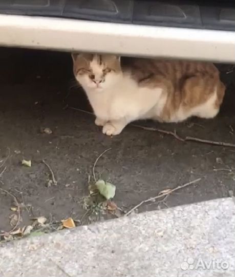 Два кота выживают на улице