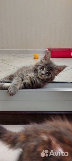 Котята мейн-кун