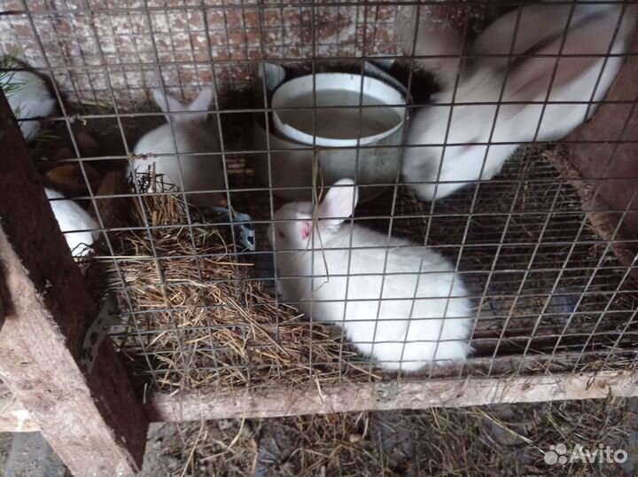 Кролята Калифорния