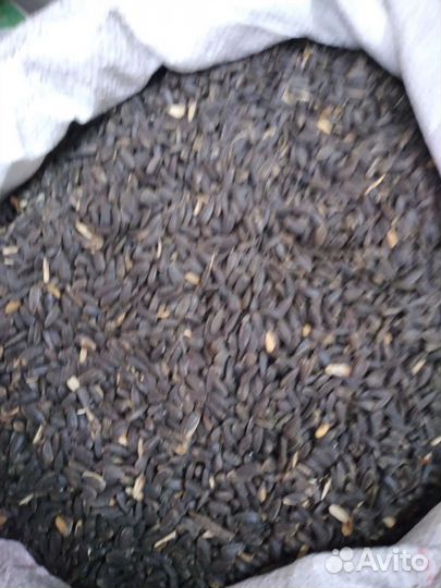 Кукуруза ячмень пшеница горох подсолнечник