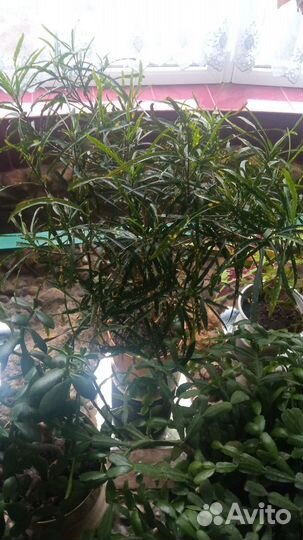 Комнатные цветы