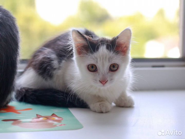 Котенок