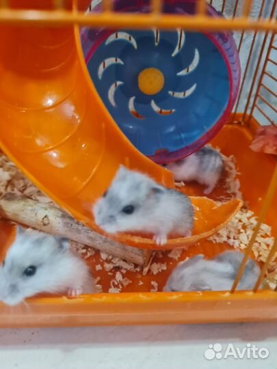 Джунгарский хомяк