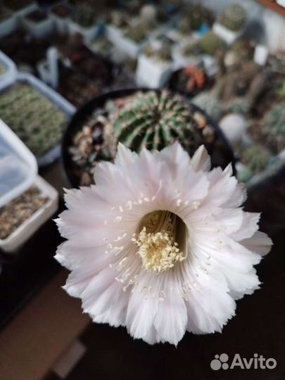 Гибридный эхинопсис семена